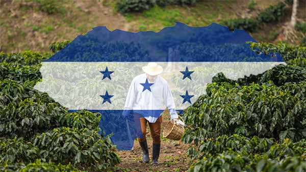 Honduras Guama Danta